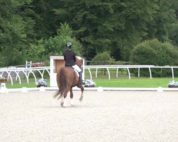 Reitturnier Grüningen 2024