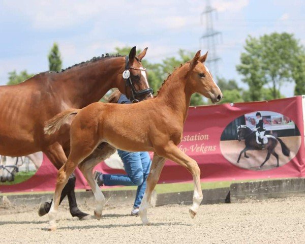 stallion Dejand (Westphalian, 2024, from Diathago)
