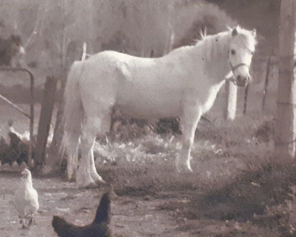 horse Cui Margaret (Welsh mountain pony (SEK.A), 1950, from Revel Revolt)