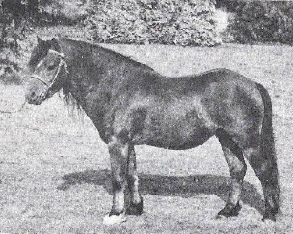 stallion Criban Old Oak (Welsh mountain pony (SEK.A), 1966, from Bowdler Beethoven)