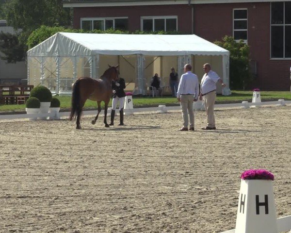 Reitturnier Langenfeld 2024