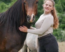 Pferd Danny's Daiquiri (Deutsches Reitpony, 2022, von Danny Gold)