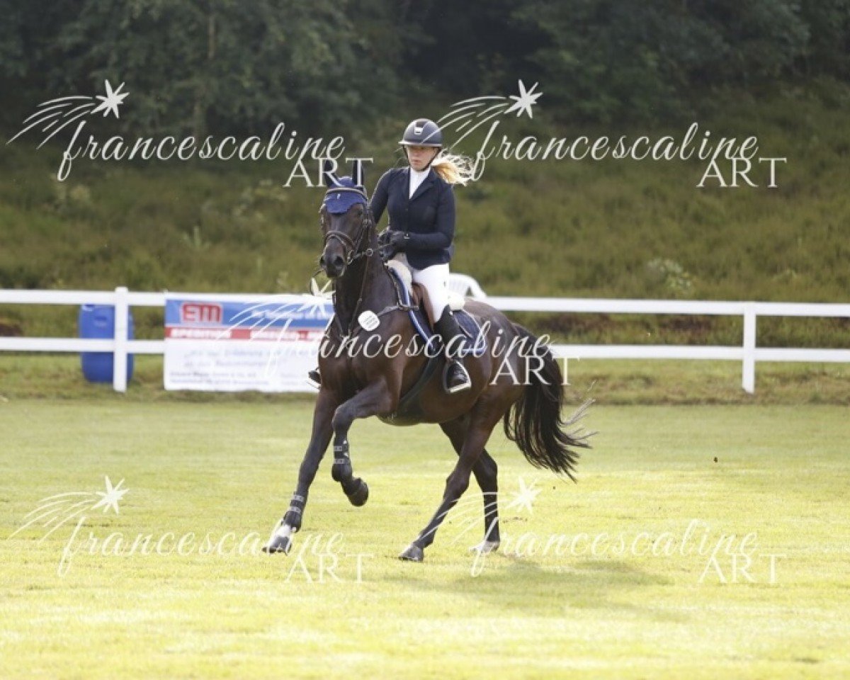 Springpferd Double Trouble LS (Oldenburger Springpferd, 2019, von Diarado)