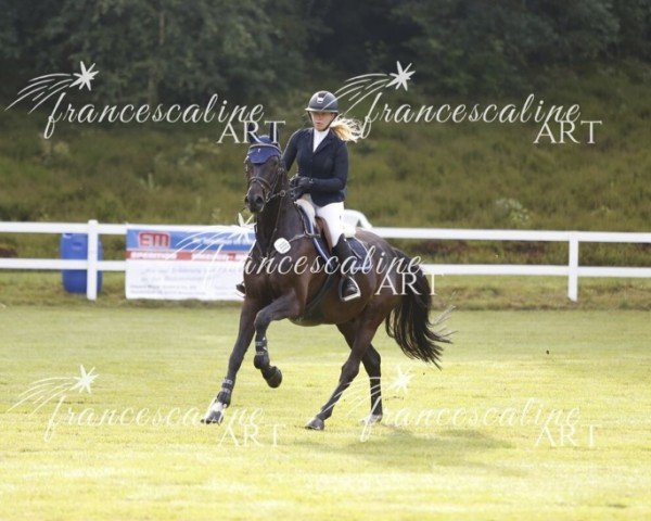 Springpferd Double Trouble LS (Oldenburger Springpferd, 2019, von Diarado)