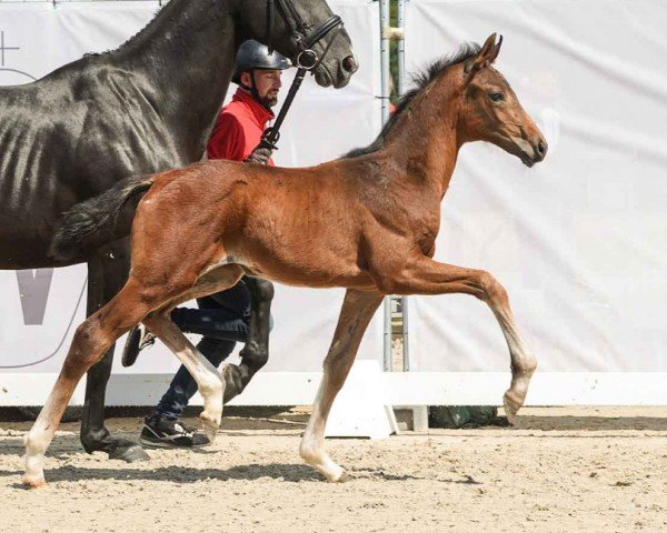 horse Very Magic (Westphalian, 2024, from Viva Gold OLD)