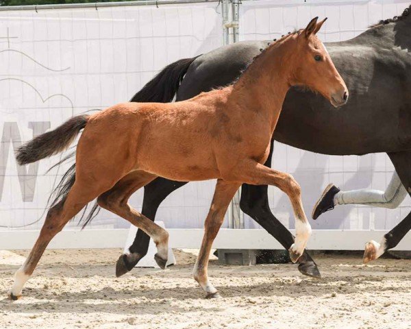 horse Vräulein (Westphalian, 2024, from Vitalis)