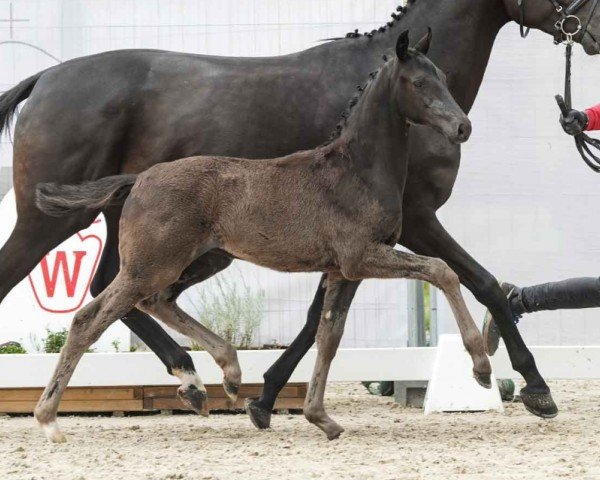 horse Vivi Royal (Westphalian, 2024, from V-Power)