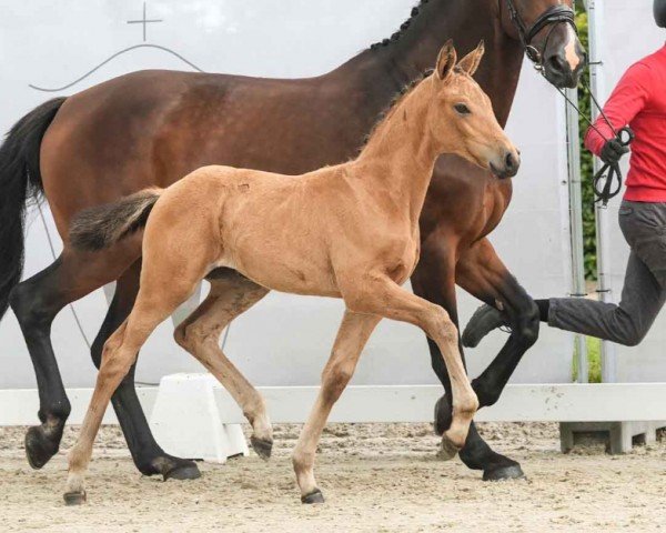 horse Quidditch F (Westphalian, 2024, from Qandide)