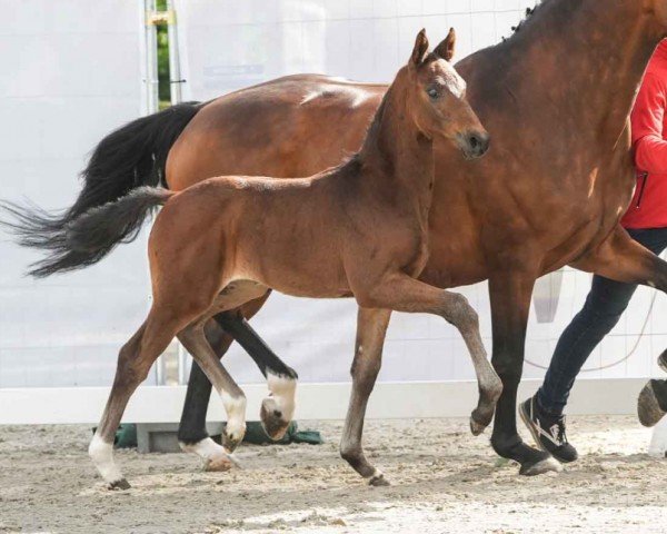 horse Eastside (Westphalian, 2024, from Escaneno) horse Eastside (Westphalian, 2024, from Escaneno)