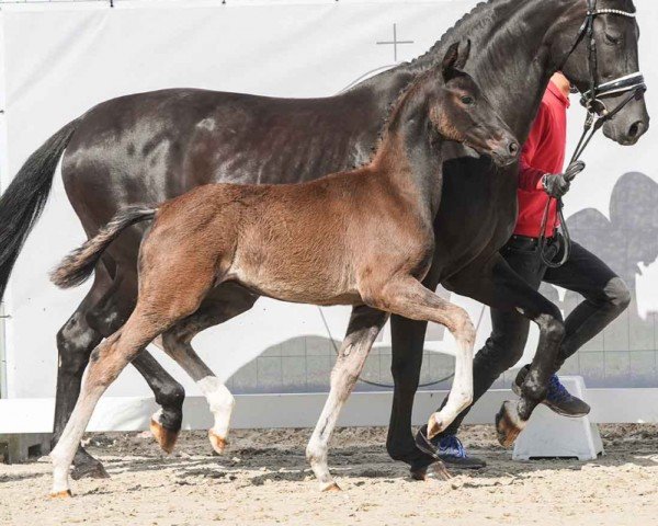 horse Dwintello (Westphalian, 2024, from Destello OLD)
