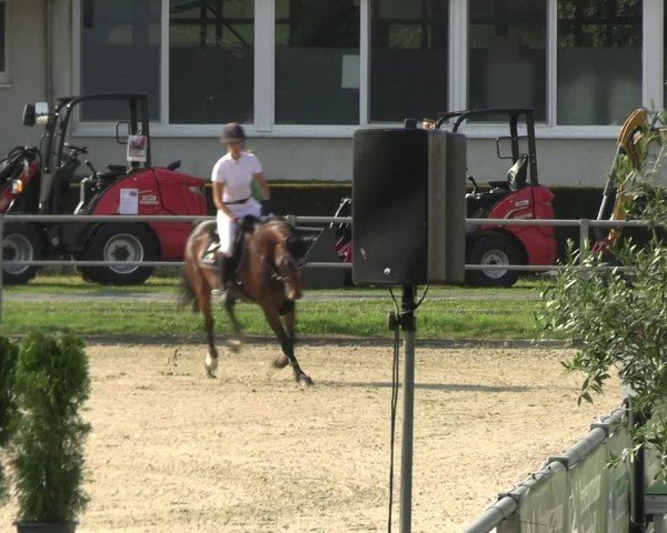 Reitturnier Langenfeld 2024