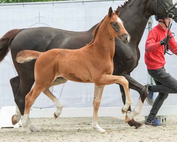horse Freiherr (Westphalian, 2024, from Freigeist)