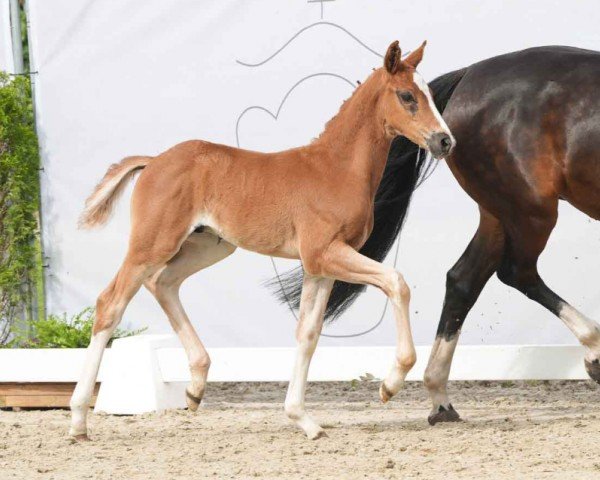 Pferd Be my Lover K (Westfale, 2024, von Callaho's Benicio)