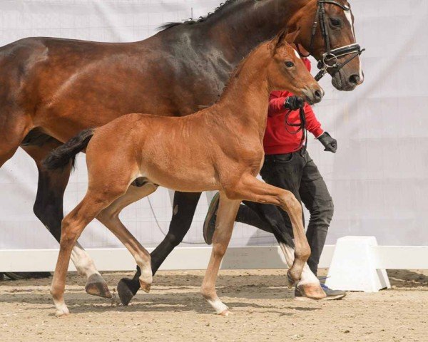 horse Gravity (Westphalian, 2024, from Glamdale WP NRW)