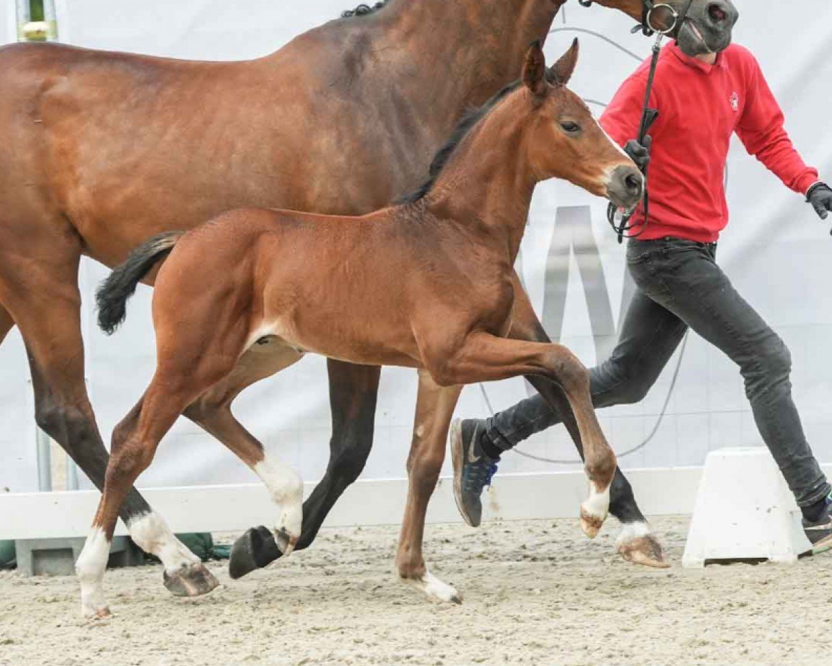 Pferd Dembe (Westfale, 2024, von Diamantenglanz)