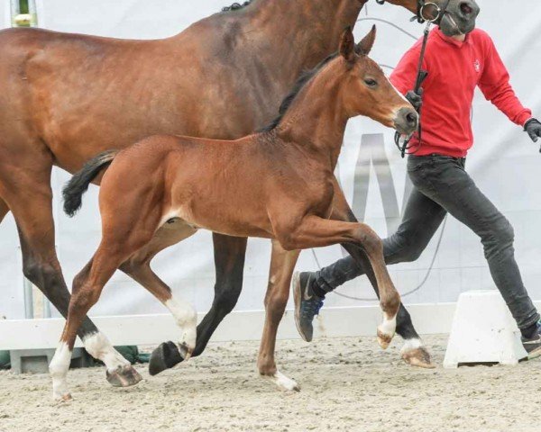 horse Dembe (Westphalian, 2024, from Diamantenglanz)