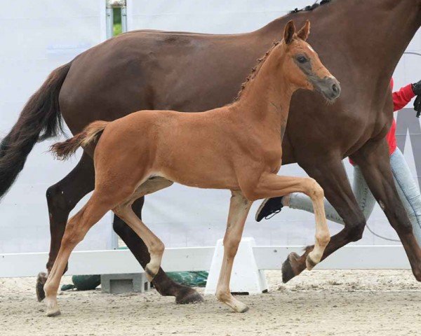 horse Snickers (Westphalian, 2024, from Sir Heinrich OLD)