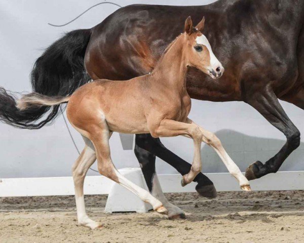 Pferd Escalibur (Westfale, 2024, von Escamillo)