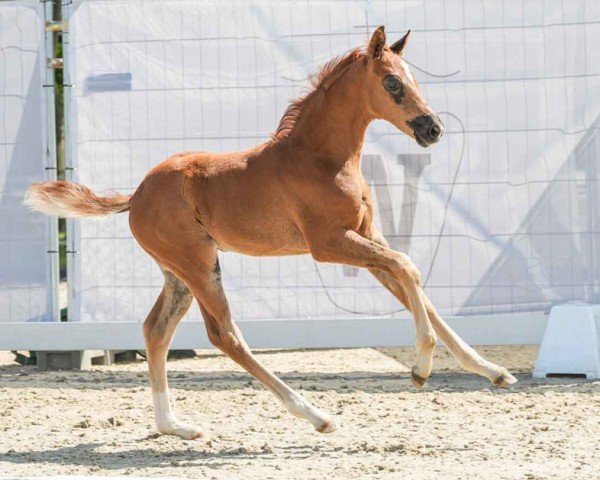 horse Broadway (Westphalian, 2024, from Be my Dancer)