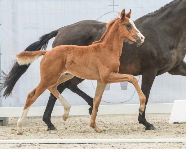 horse Sally (Westphalian, 2024, from Sir Heinrich OLD)