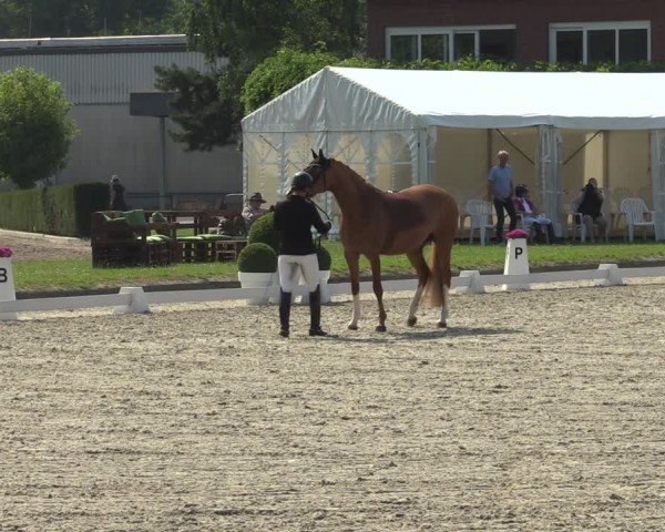 Reitturnier Langenfeld 2024