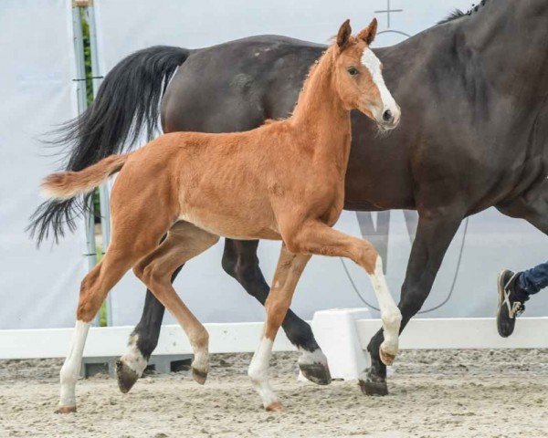 horse Escalera (Westphalian, 2024, from Escaneno)