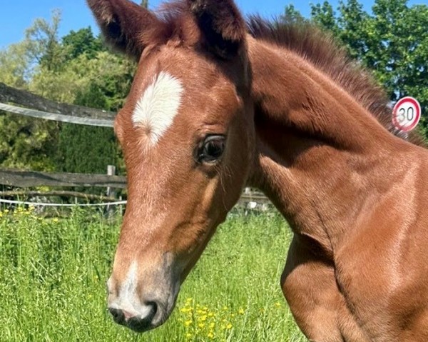 horse DiVancy (Hanoverian, 2023, from Vitalis)