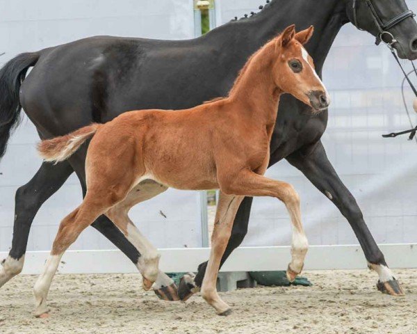 Pferd Vincenzo (Westfale, 2024, von DSP VA Bene)