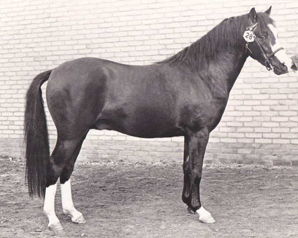 Deckhengst Twickel's Piraat (Welsh Pony (Sek.B), 1978, von Whatton Copper Beech)