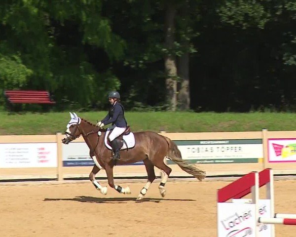 Reitturnier Tiefenhof/Opf. 2024