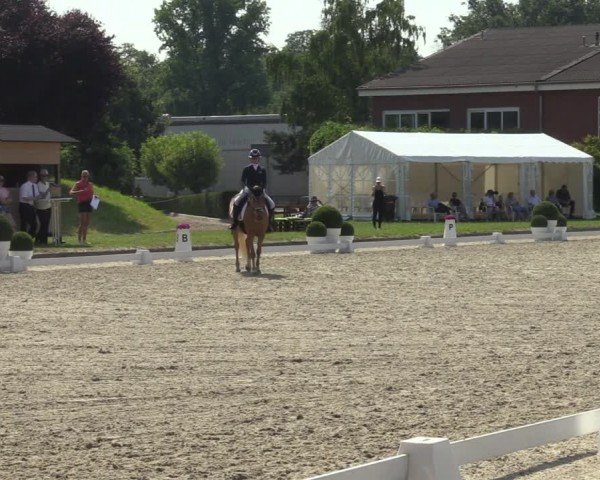 Reitturnier Langenfeld 2024