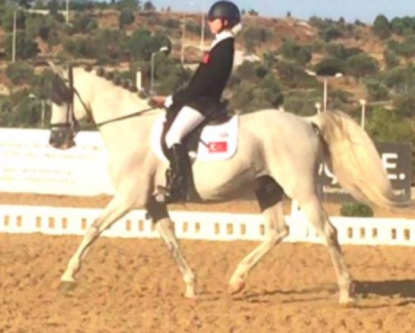 dressage horse Camaron (Spanish Sport Horse, 1999) dressage horse Camaron (Spanish Sport Horse, 1999)
