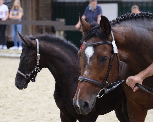 broodmare Dia Con Joy G (Westphalian, 2023, from Diacontinus)