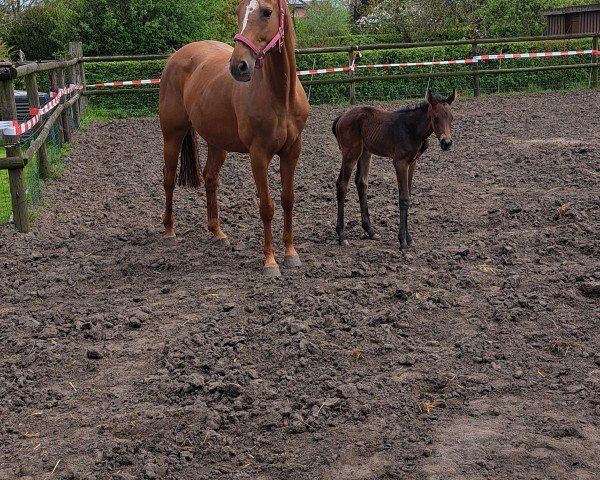broodmare Diva Divine (Hanoverian, 2013, from Detroit)