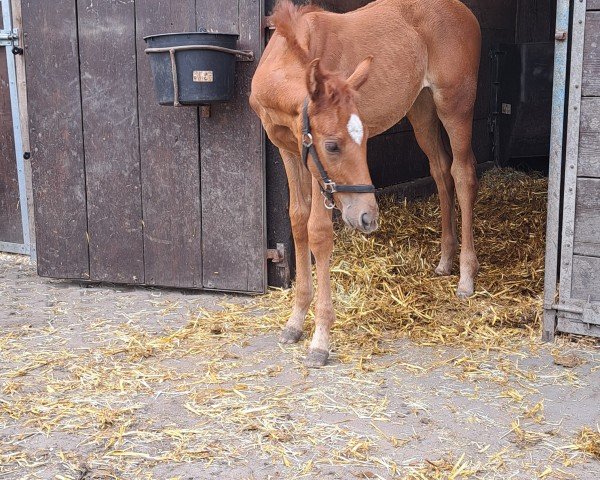 horse Damira JB (Westphalian, 2024, from Dolce Gusto)