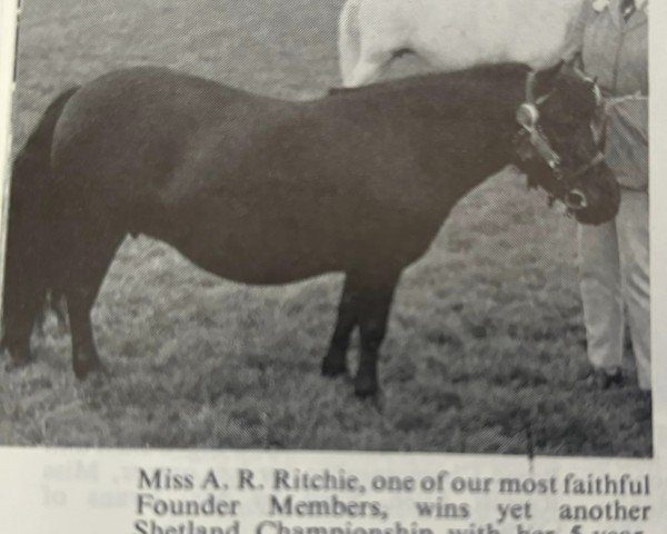 Jument d'élevage Meridian of Netherley (Poney Shetland,  , de Lakeland Tornado)
