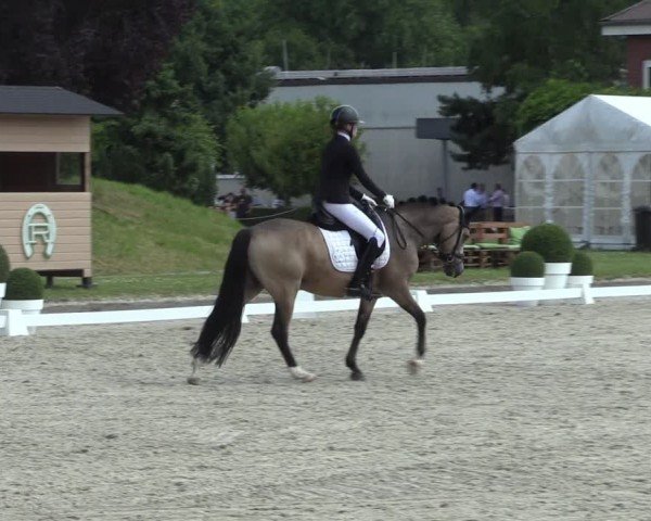 Reitturnier Langenfeld 2024