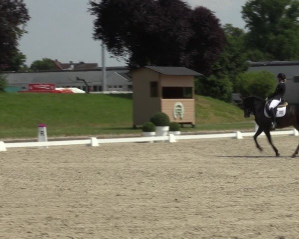 Reitturnier Langenfeld 2024