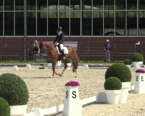 Reitturnier Langenfeld 2024