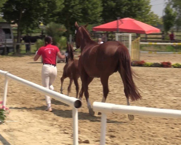 Westfälische Stuten- und Fohlenschau Pulheim 2024