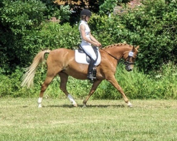 Pferd Holsteins Sandra (Deutsches Reitpony, 2010, von Barrichello) Pferd Holsteins Sandra (Deutsches Reitpony, 2010, von Barrichello)