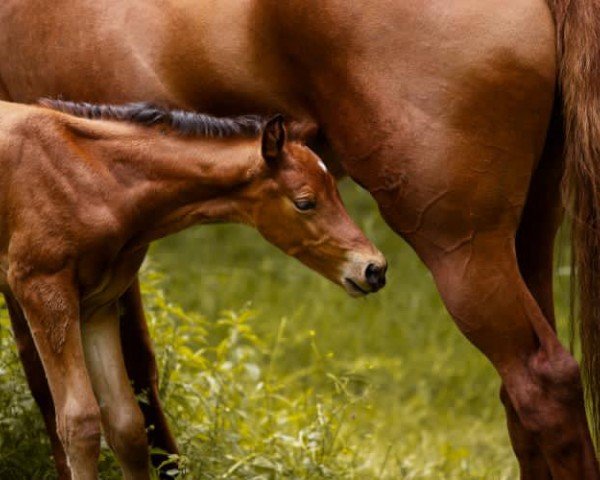 horse Cleo (German Sport Horse, 2024, from Coeur de Lion 14)