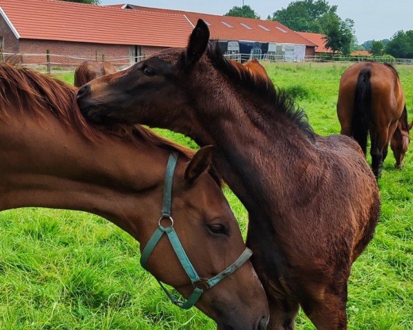 stallion Delongi AV (Westphalian, 2024, from Diamantenglanz)