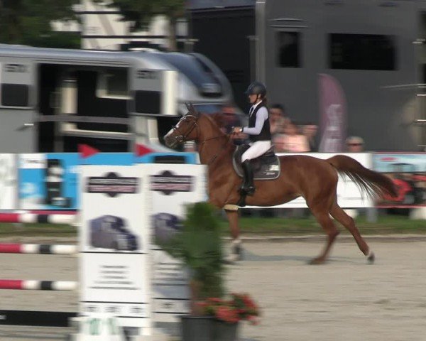 Reitturnier Langenfeld 2024