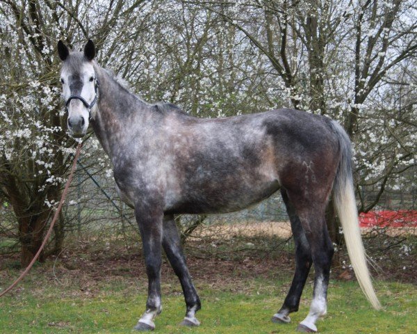 broodmare Sydney 267 (Hanoverian, 2009, from Stenograph)