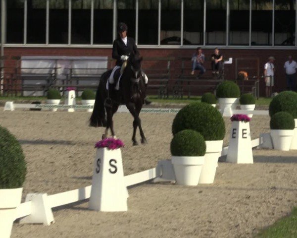 Reitturnier Langenfeld 2024