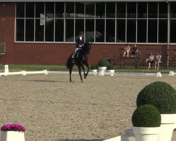 Reitturnier Langenfeld 2024