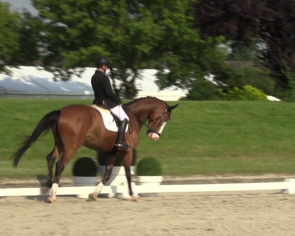 Reitturnier Langenfeld 2024