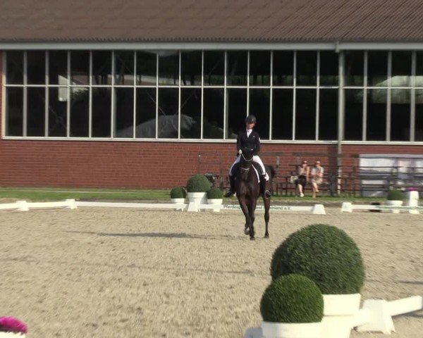 Reitturnier Langenfeld 2024