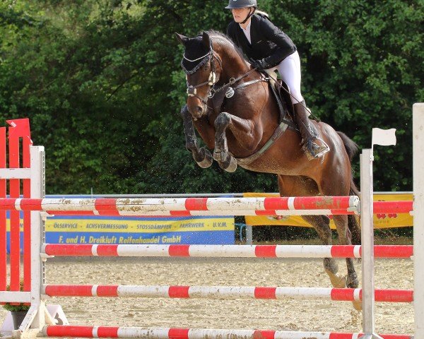 jumper Diarado's Diamond 4 (Westphalian, 2018, from Diarado)